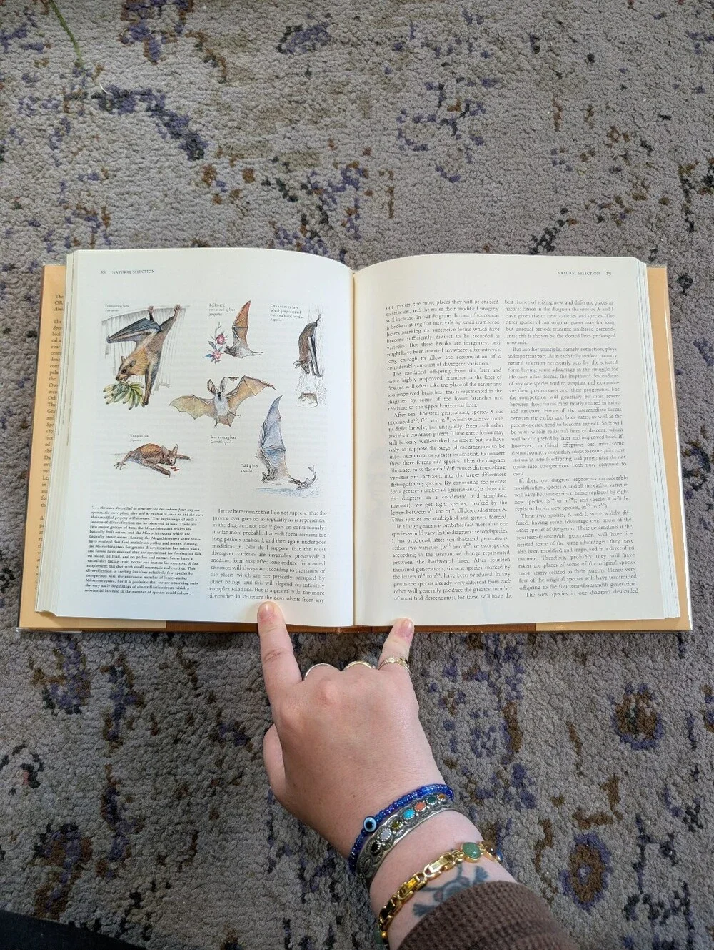 Charles Darwin - The Illustrated Origin of Species - Hardcover Edition 1979‎